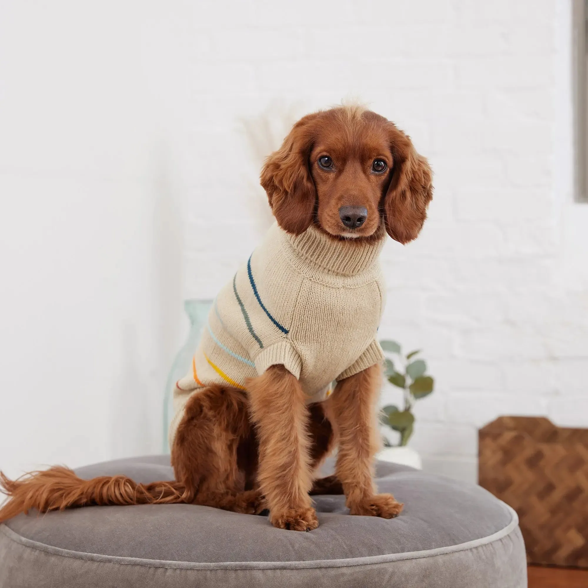 Arctic Dog Sweater | Sand
